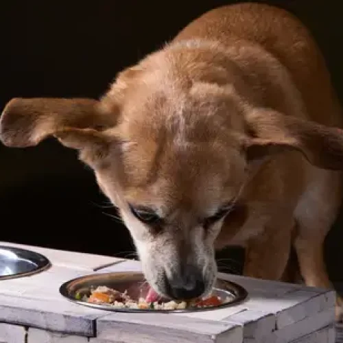 Fresh pet Dog Food